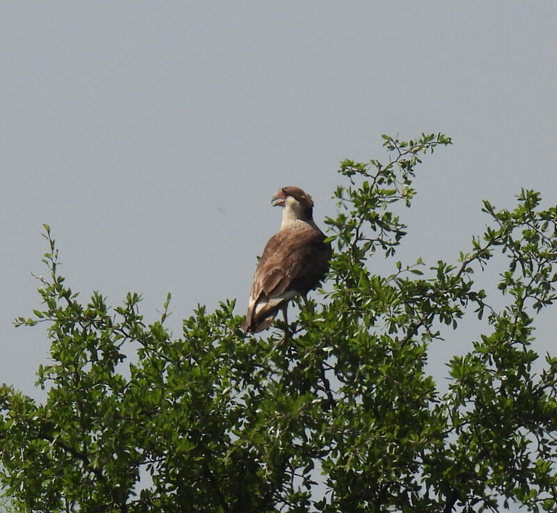 Crested Caracara