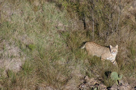 Wildlife at Chimney Creek Ranch