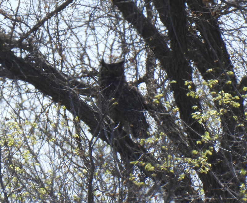 Great Horned Owl