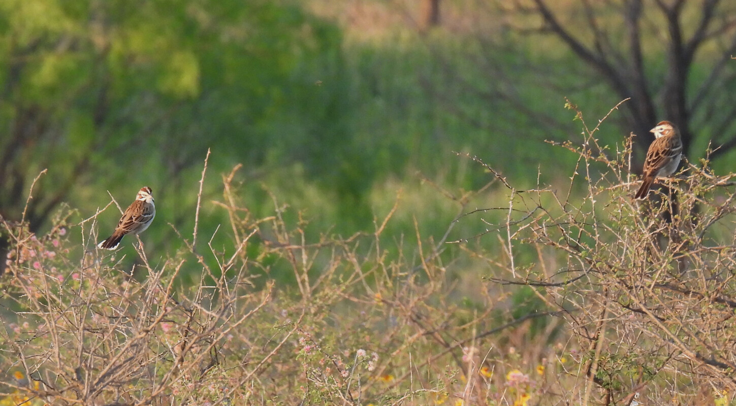 Lark Sparrows
