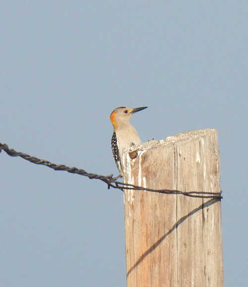 Golden-fronted Woodpecker