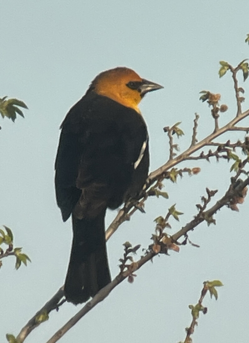 Yellow-Headed Blackbird