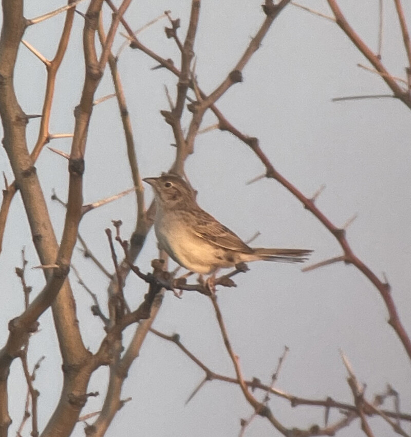 Cassin&#039;s Sparrow