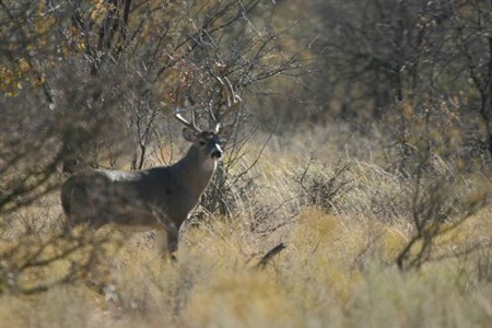 Wildlife at Chimney Creek Ranch