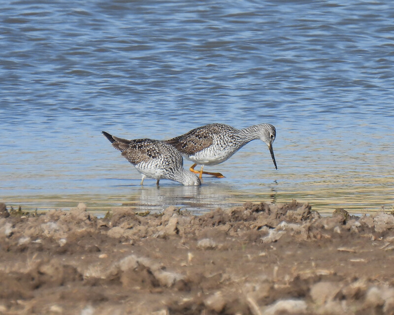 Greater Yellowlegs