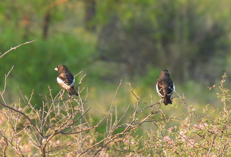 Lark Buntings