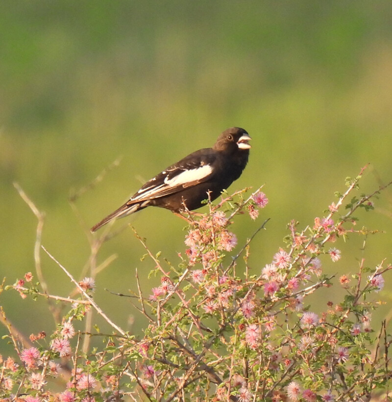 Lark Bunting