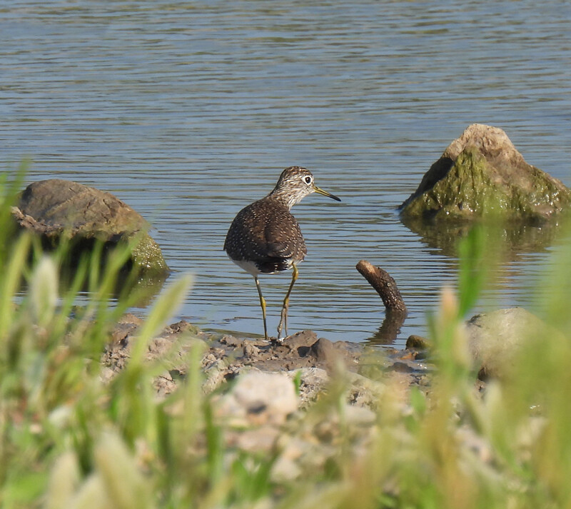 Solitary Sandpiper
