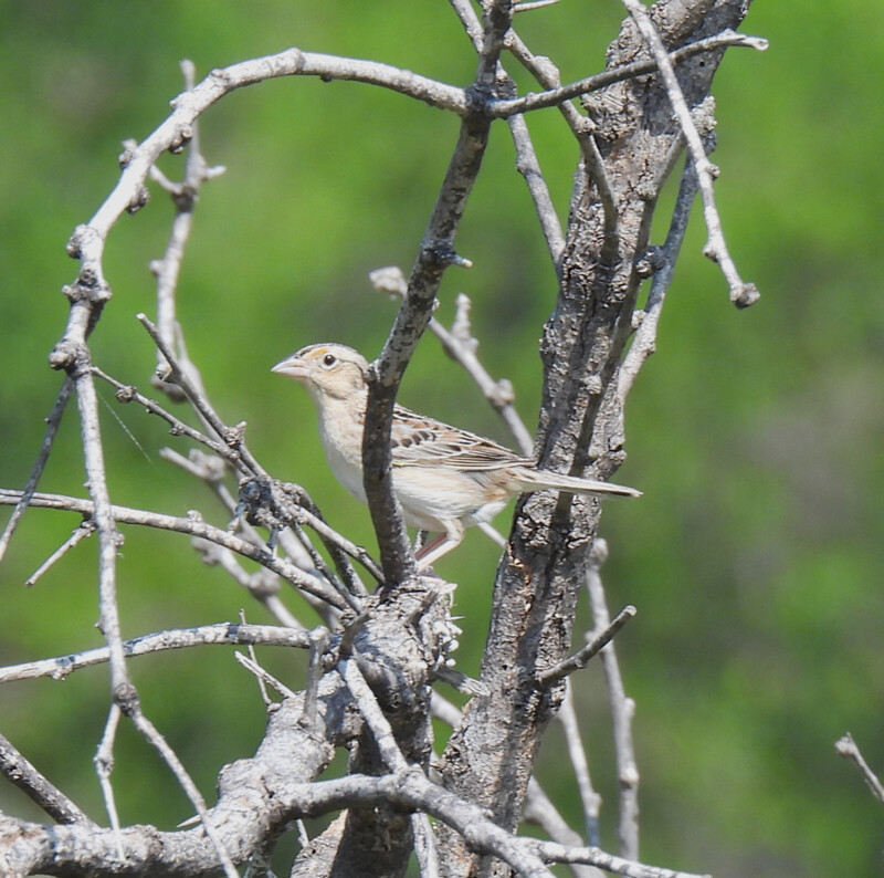 Grasshopper Sparrow
