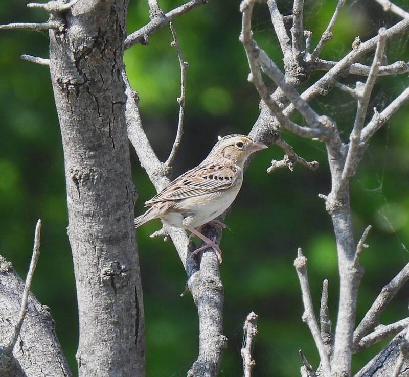 Grasshopper Sparrow