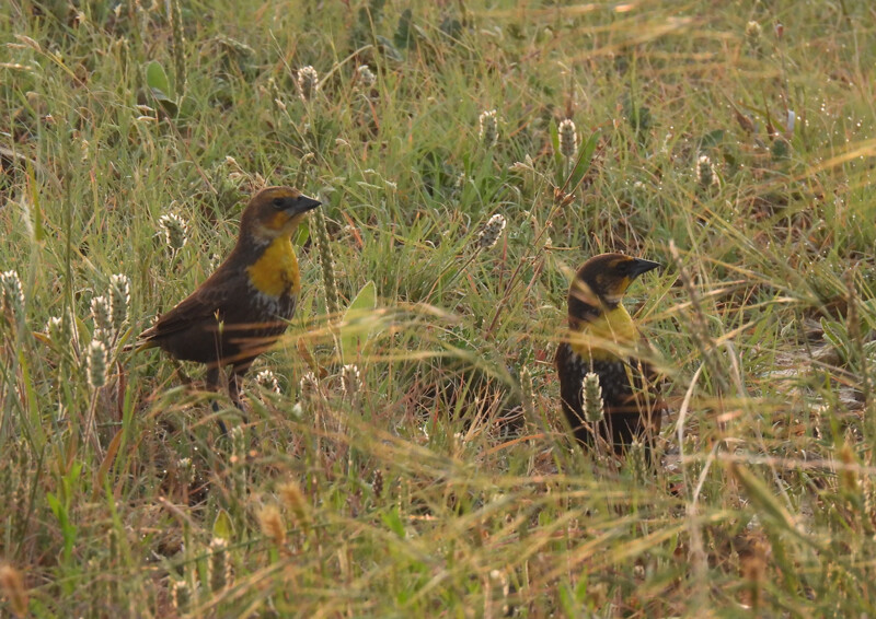 Yellow-headed blackbird