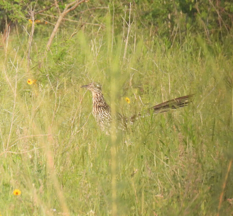 Greater Roadrunner