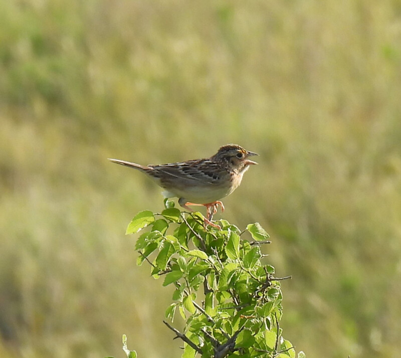 Grasshopper Sparrow