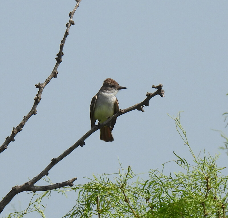 Ash-throated Flycatcher