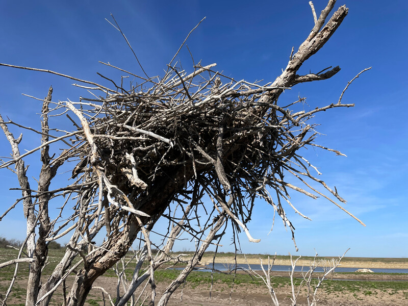 Great Blue Heron Nest