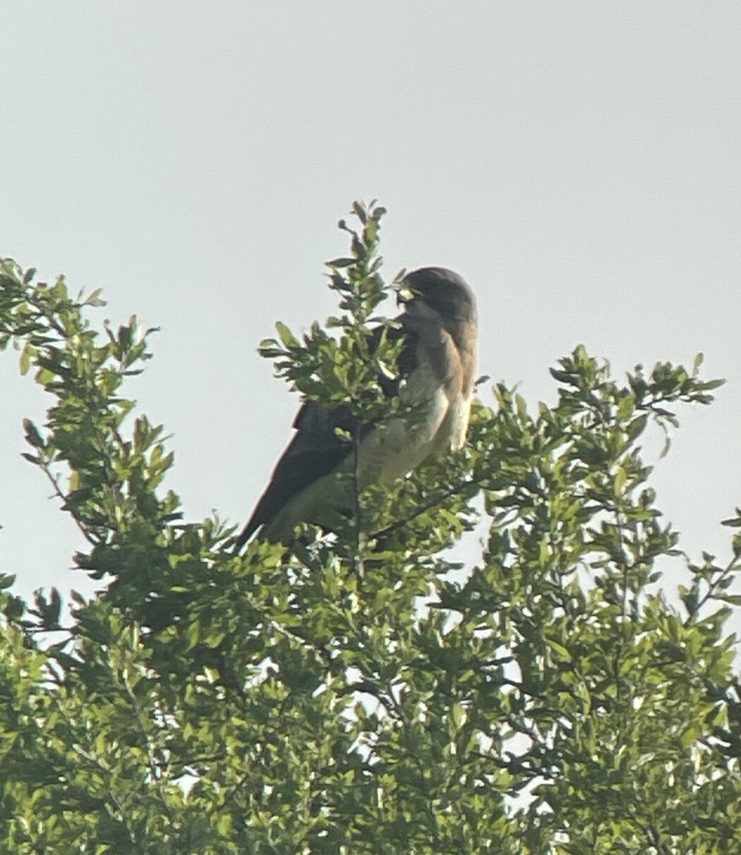 Swainson&#039;s Hawk