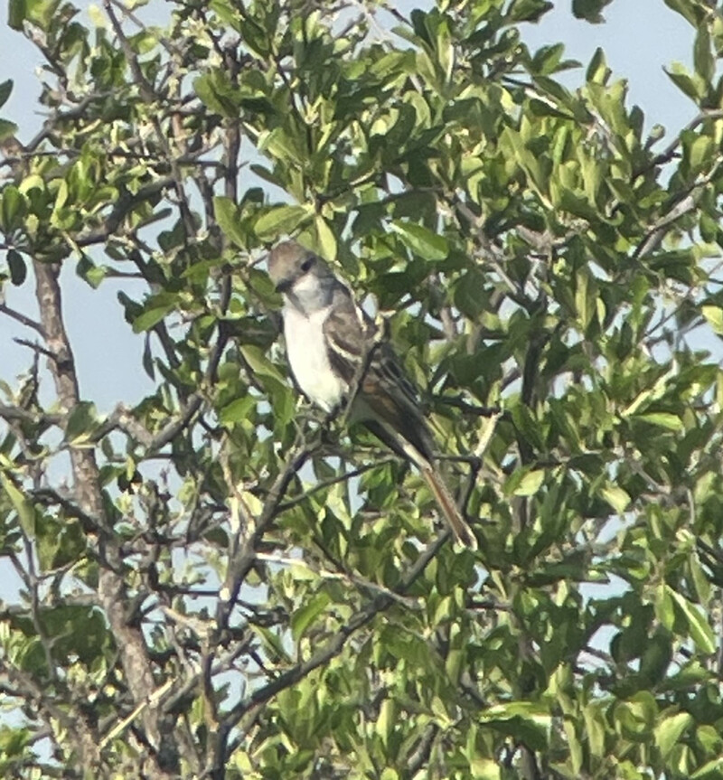 Ash-throated Flycatcher