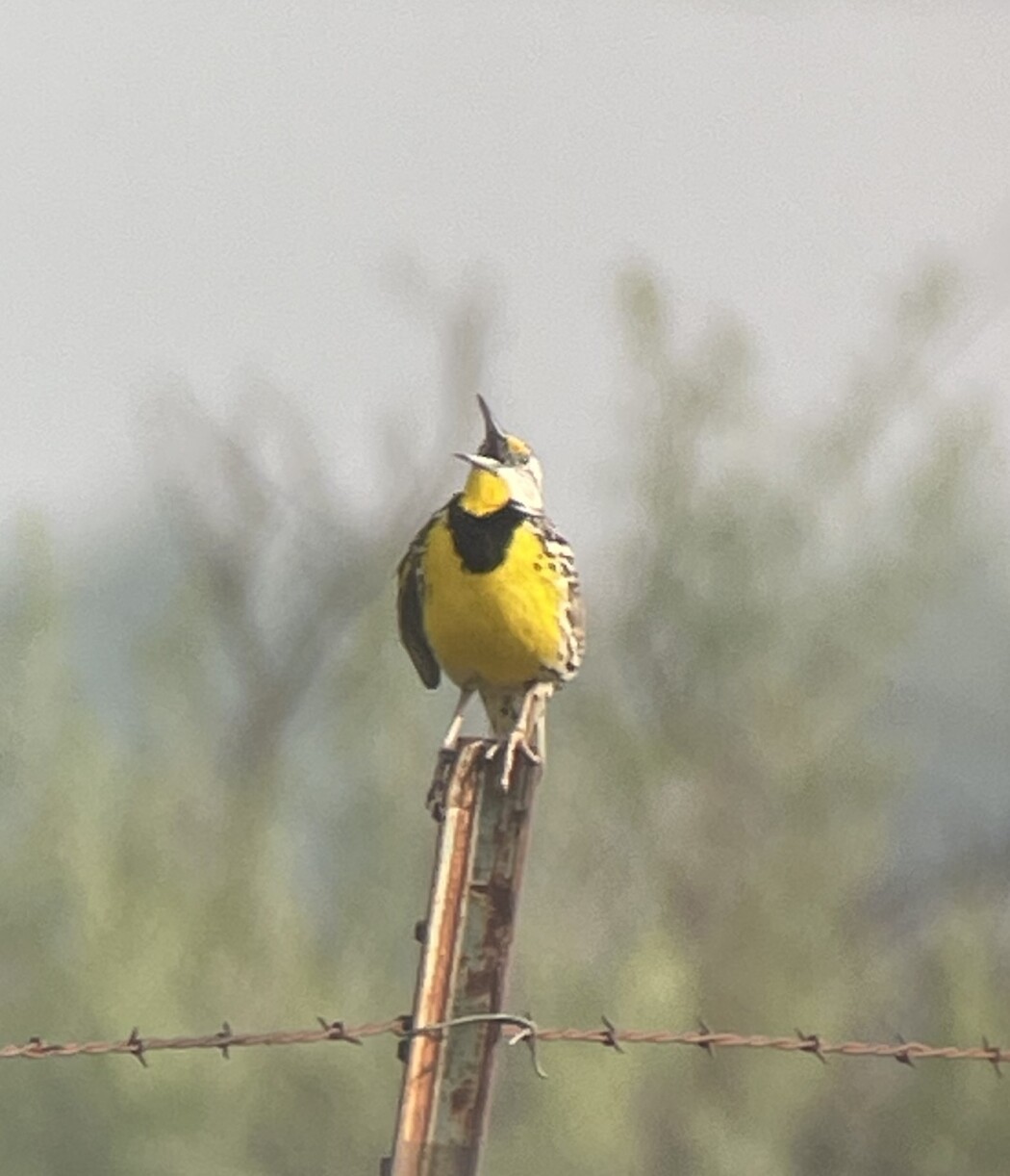 Eastern Meadowlark