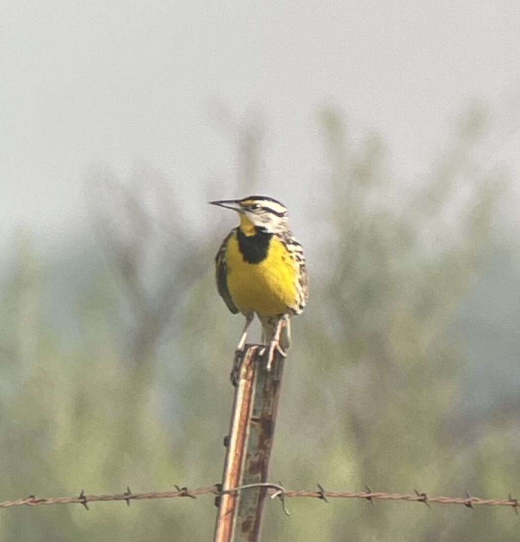 EASTERN MEADOWLARK