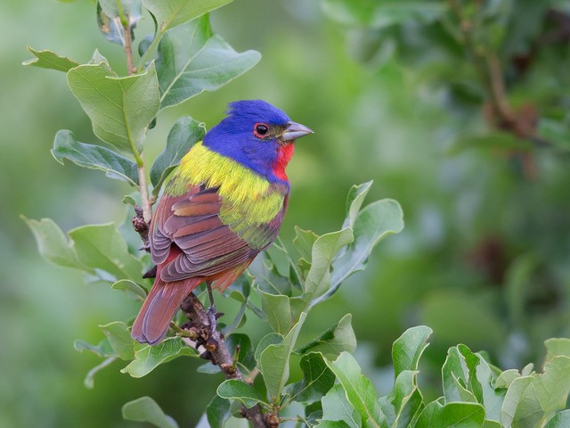 Painted Bunting