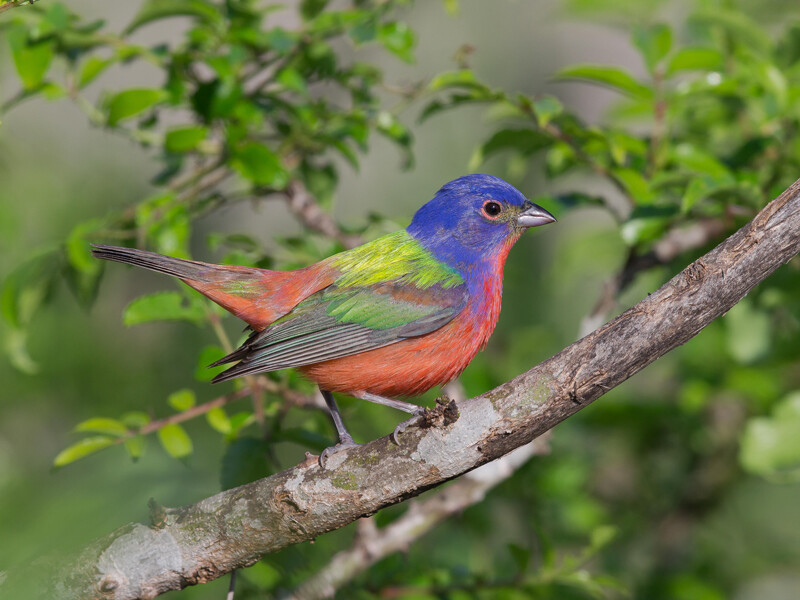 Painted Bunting